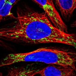COX17 Antibody, Novus Biologicals:Antibodies:Primary Antibodies